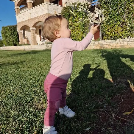 Maslina San Lorenzo * Sveti Lovreč Pazenatički